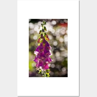 Foxglove Posters and Art